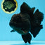AAA Grade Godzilla Black Oranda Female 6.5 inches #081525OR_31