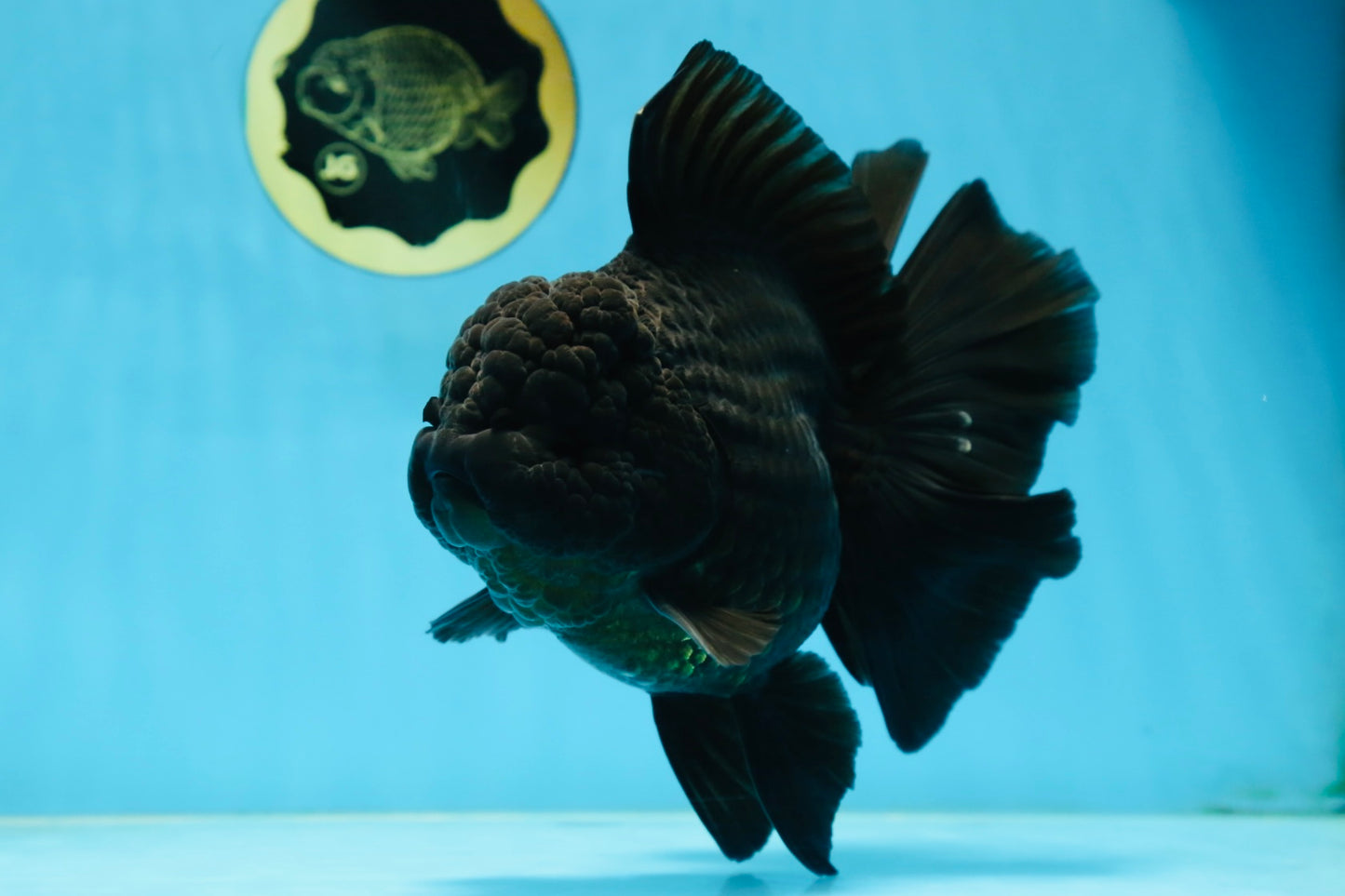 AAA Grade Godzilla Black Oranda Female 6.5 inches #081525OR_31
