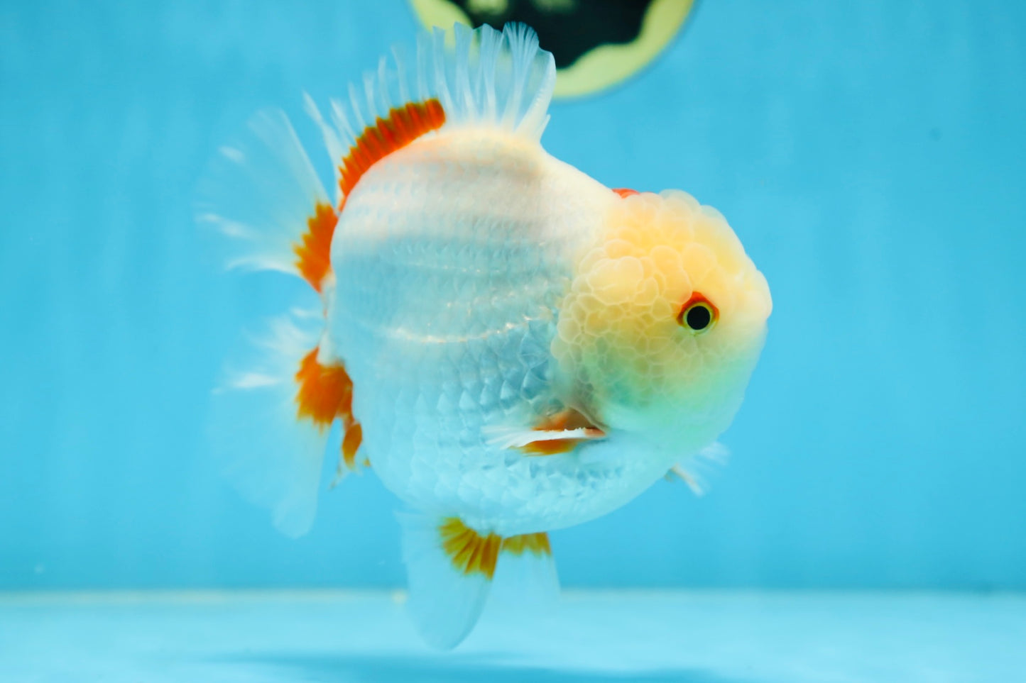 AAA Grade BEAUTIFUL Red White Yuanbao Male 5.5 inches #091225YB_02