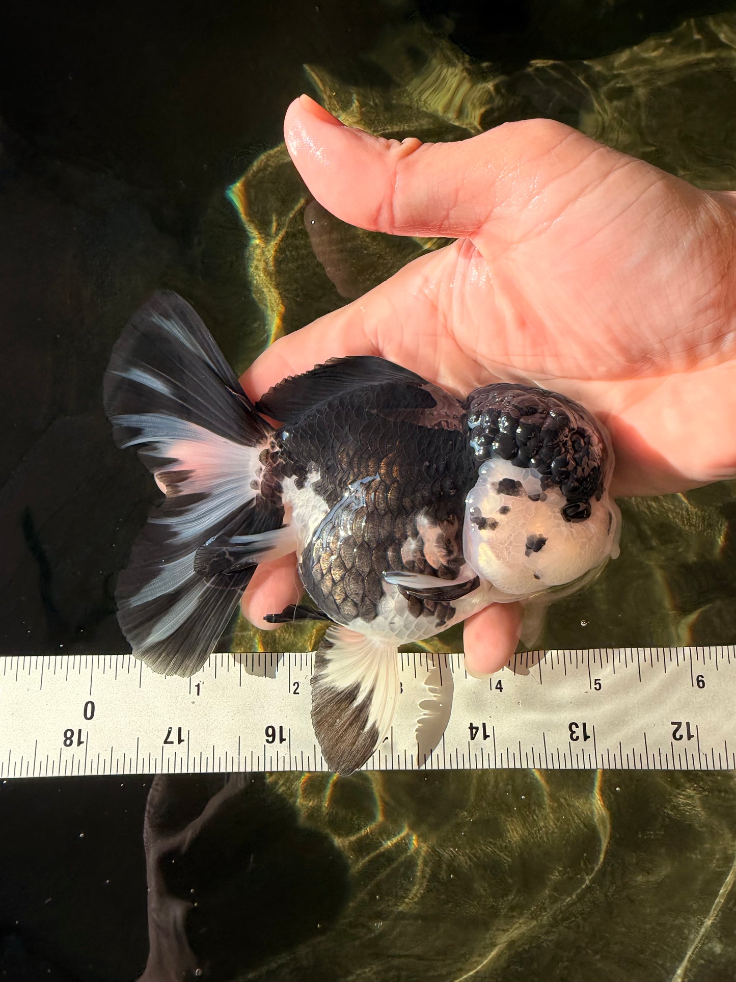 SPECIAL A Grade Panda Oranda Male 5-5.5 inches #030626OR_24