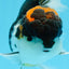 A Grade Tricolor Oranda Male 5.5 inches #0920OR_24