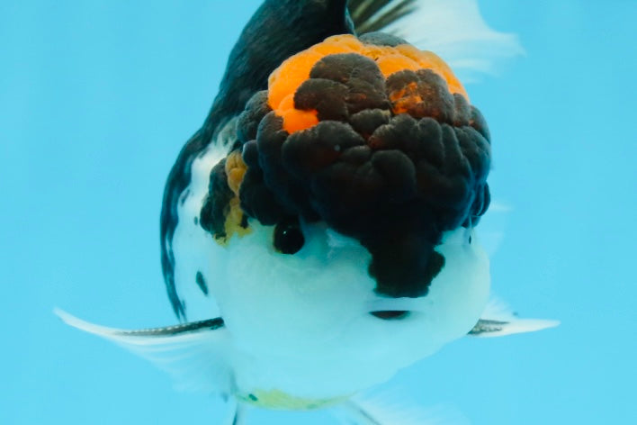 A Grade Tricolor Oranda Male 5.5 inches #0920OR_24