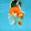 AAA Grade THICK BODY Red White Oranda Male 5.5 inches #082225OR_14
