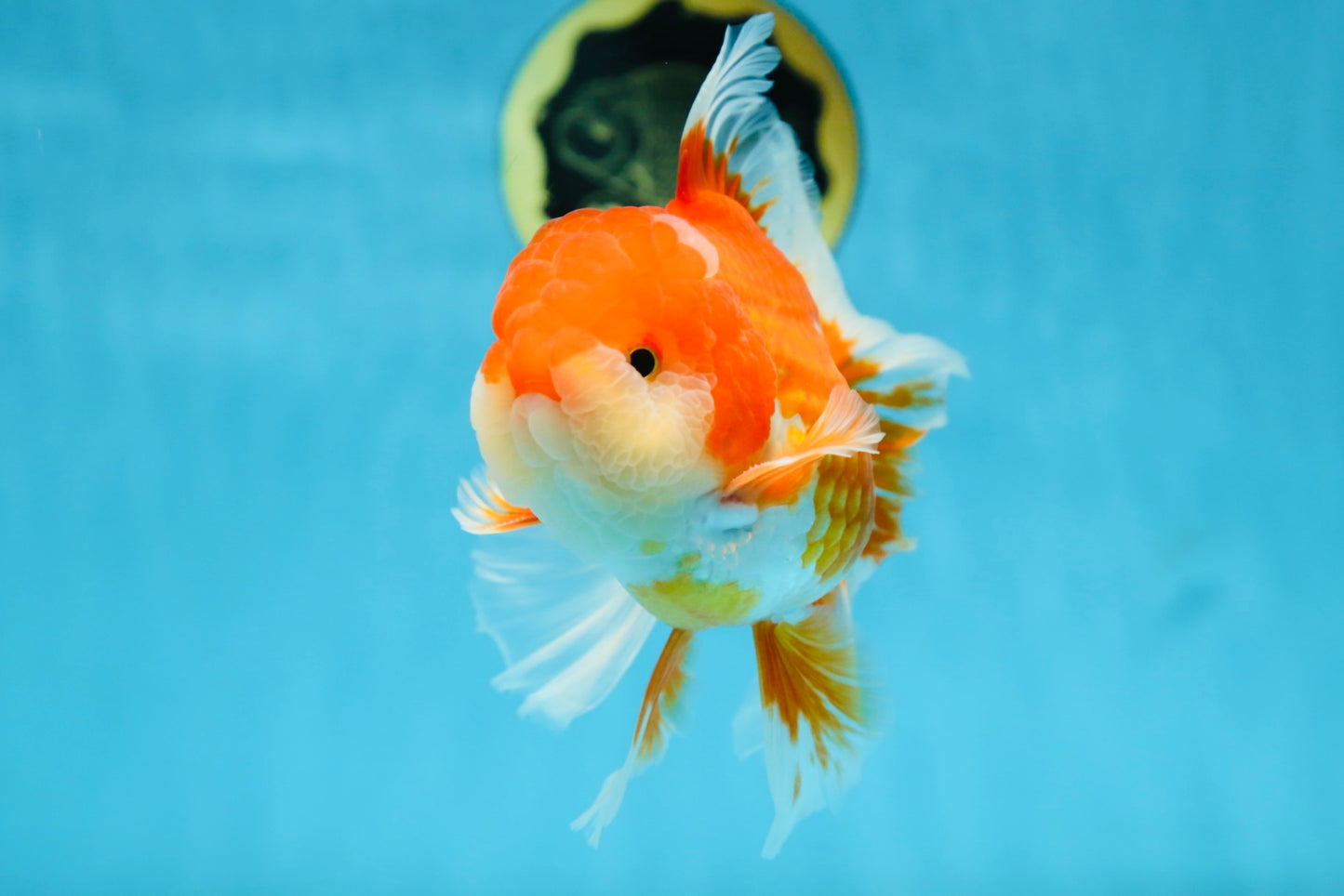 AAA Grade THICK BODY Red White Oranda Male 5.5 inches #082225OR_14