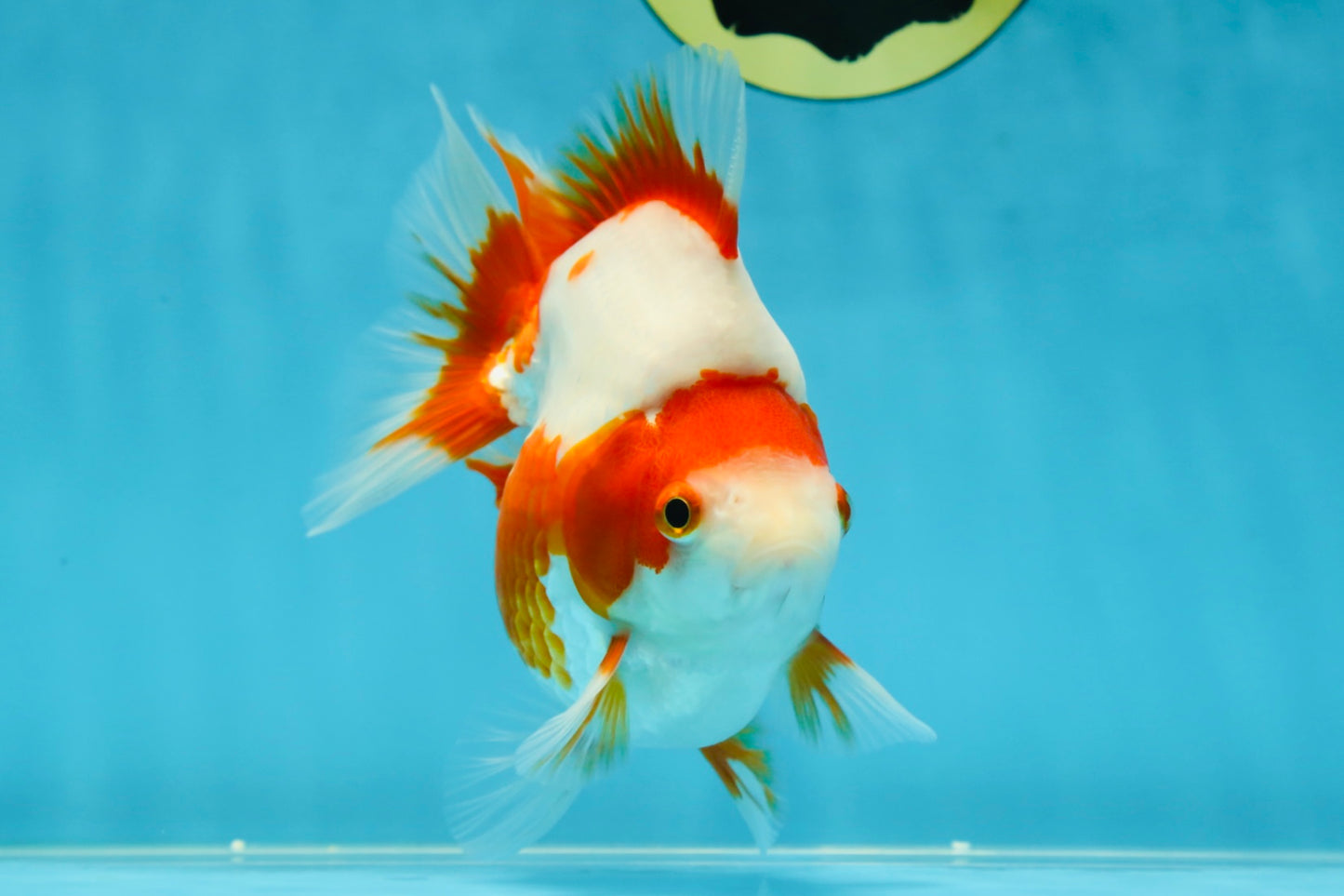 AAA Grade Red White Ryukin Female 5 inches #052325RK_23