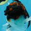 A Grade Tricolor Oranda Male 6.5 inches #060625OR_17
