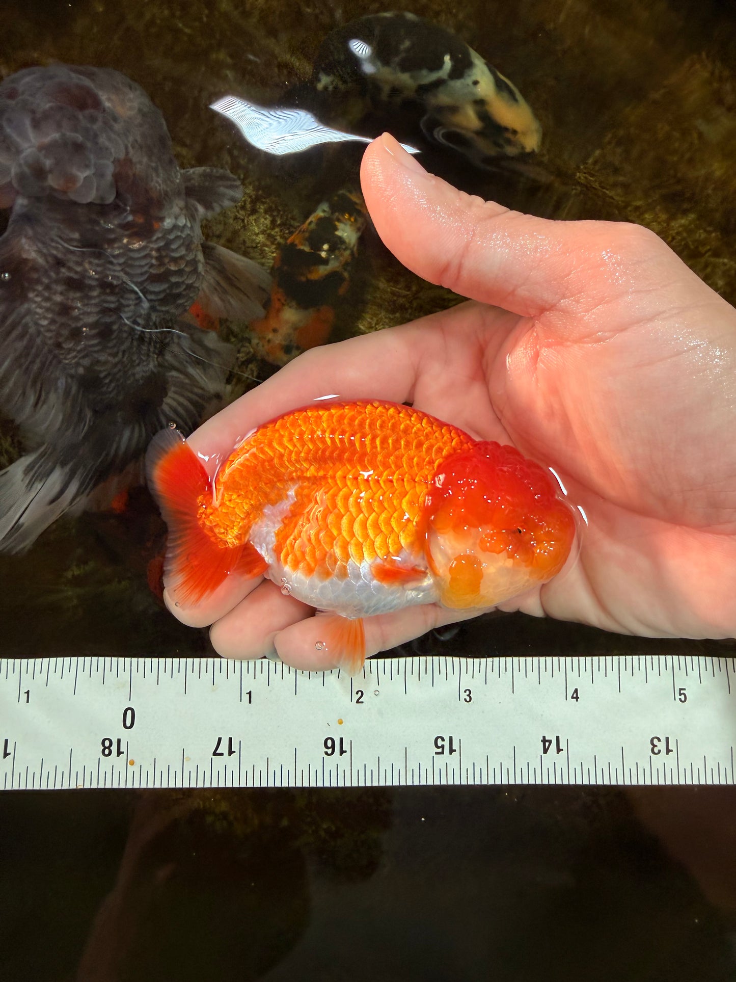 SUPER CUTE AAA Grade Red White LionQueen 4 inches #101725LC_12