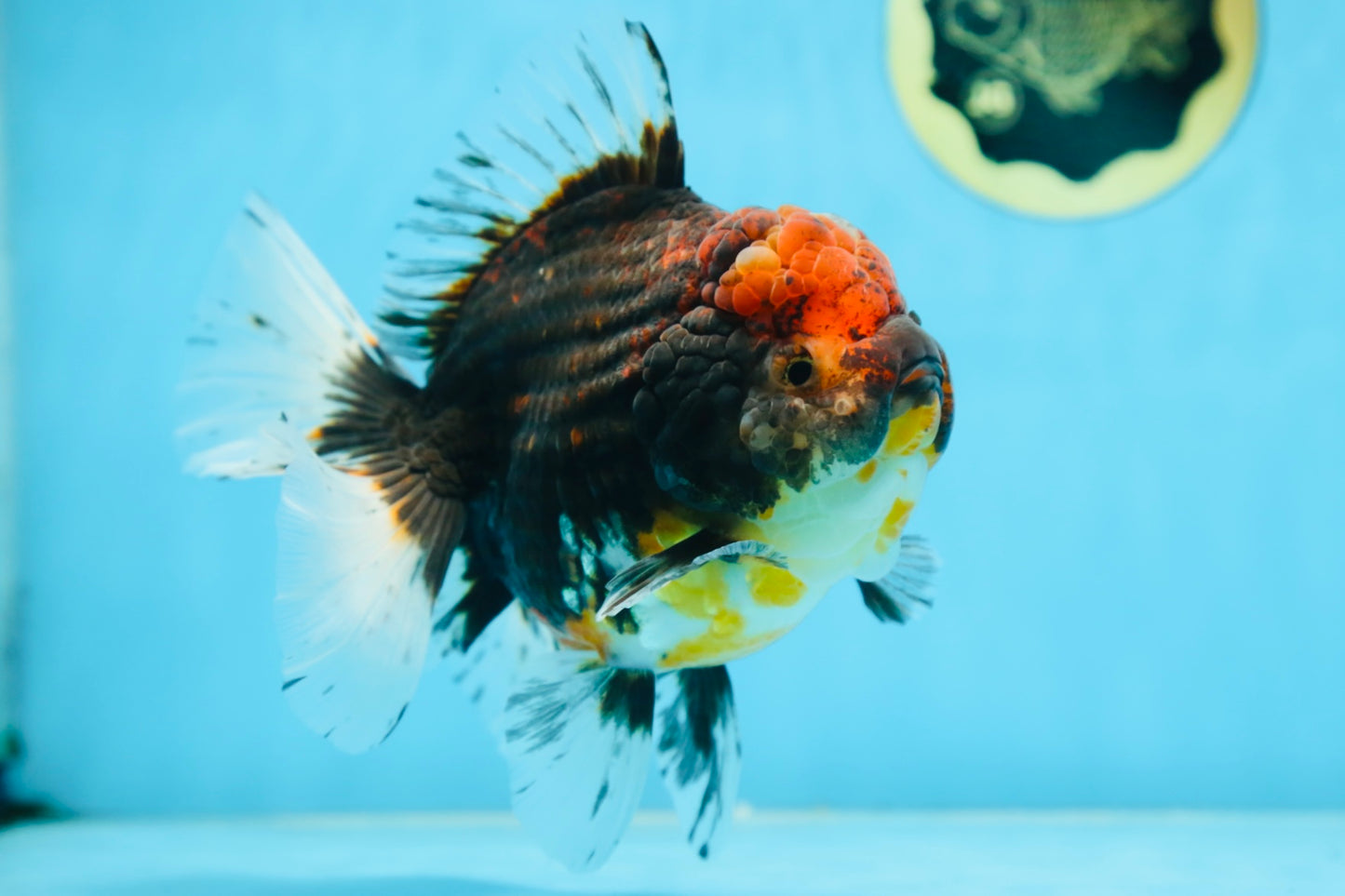 A Grade CHONKY Calico Kirin Oranda Female 6 inches #091225OR_12