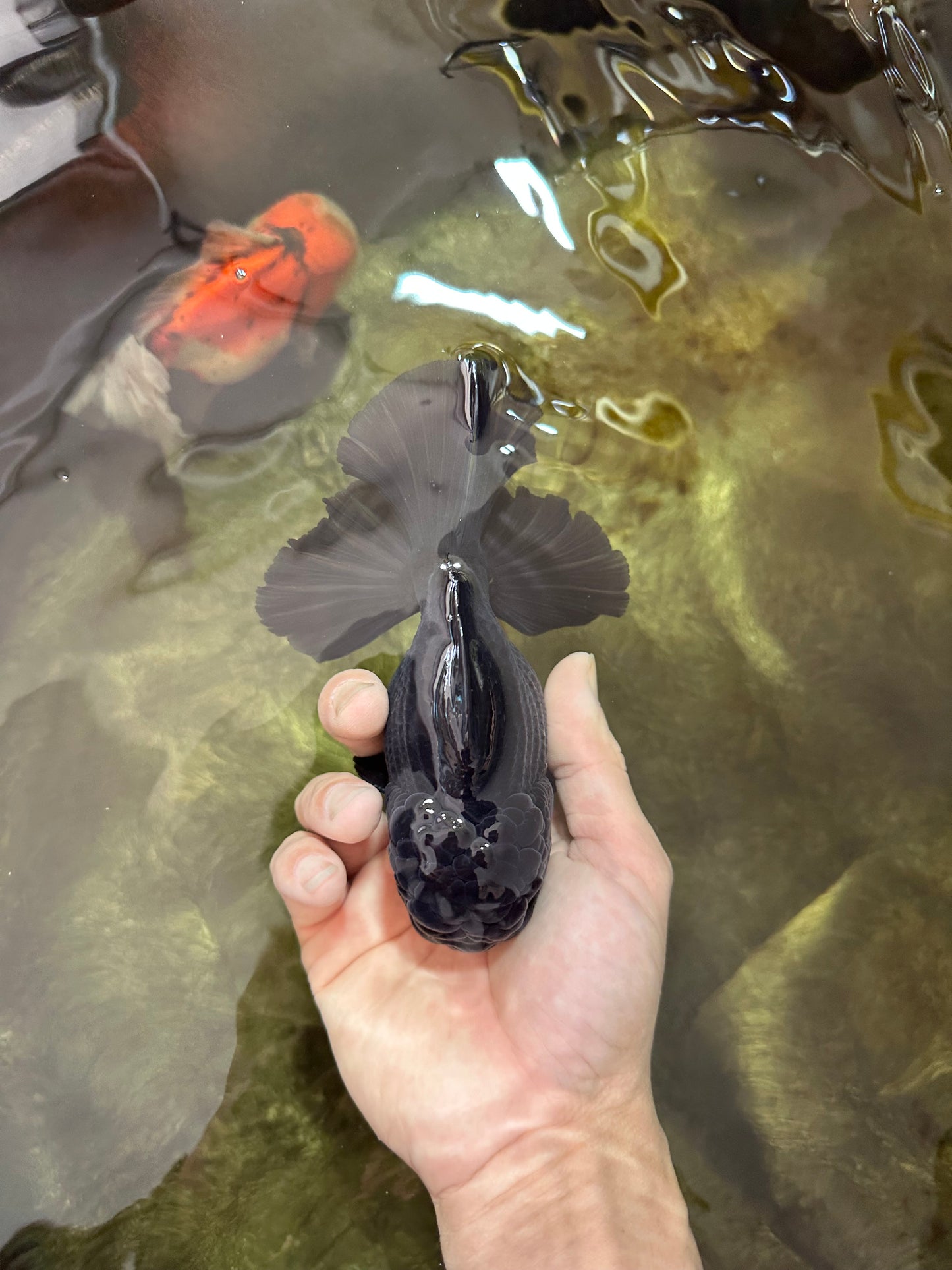 AAA Grade VERY SPECIAL Godzilla Black Oranda Male 5-5.5 inches #051625OR_18