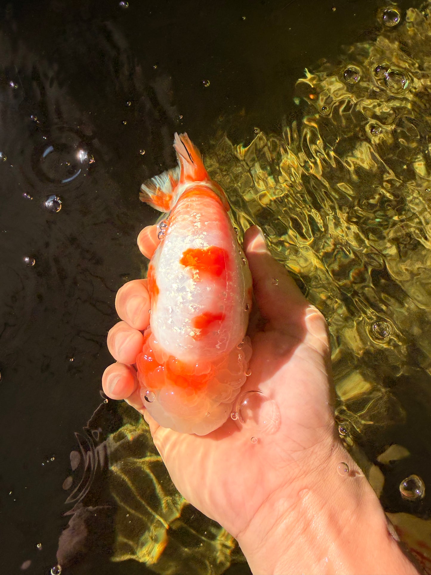BEAUTY Sakura Chinese Ranchu Male 5-5.5 inches #032026RC_31