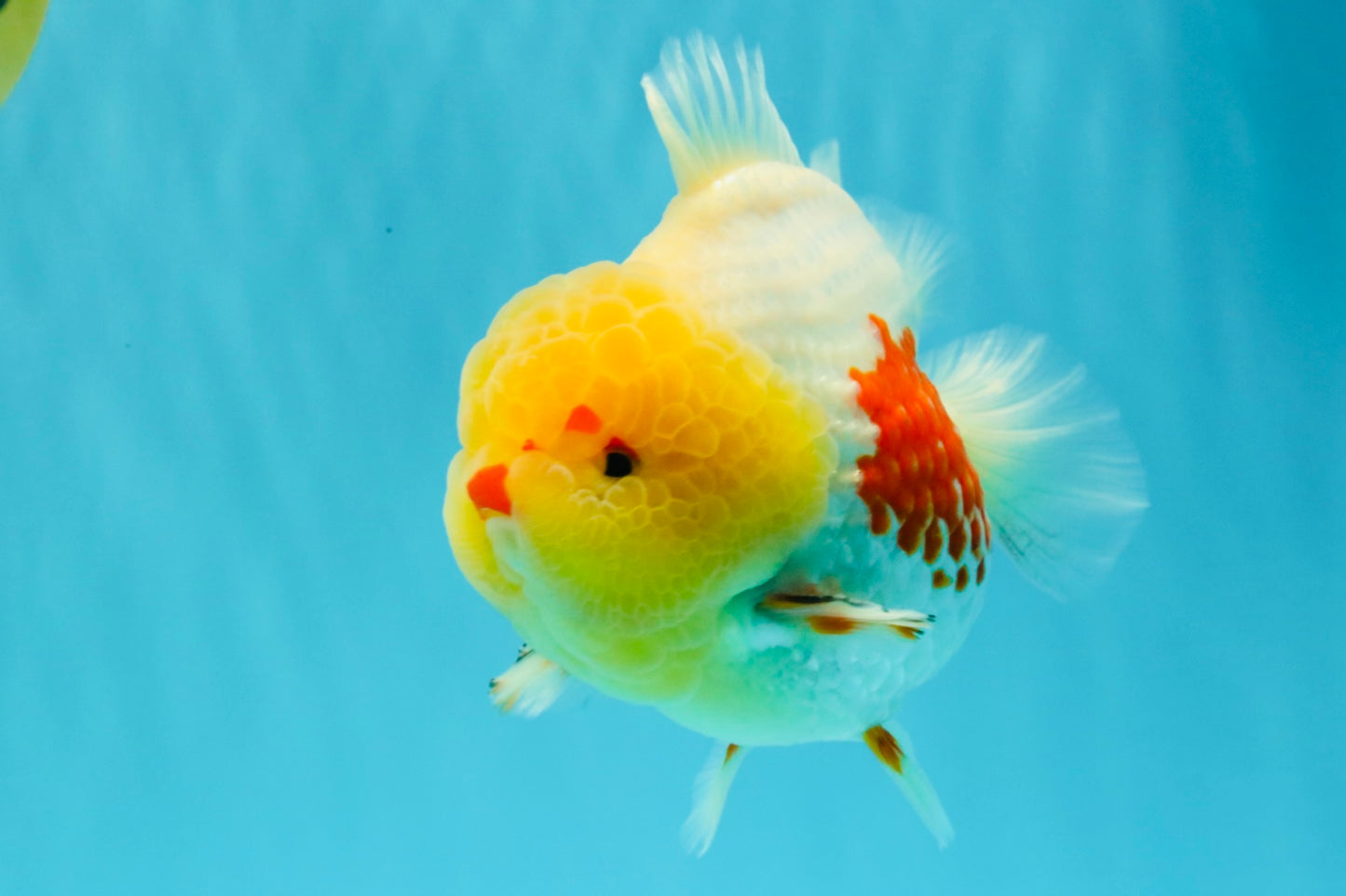 BIG WEN AAA Grade Godzilla Red White Lipstick Yuanbao Male 5.5 inches #030626YB_11