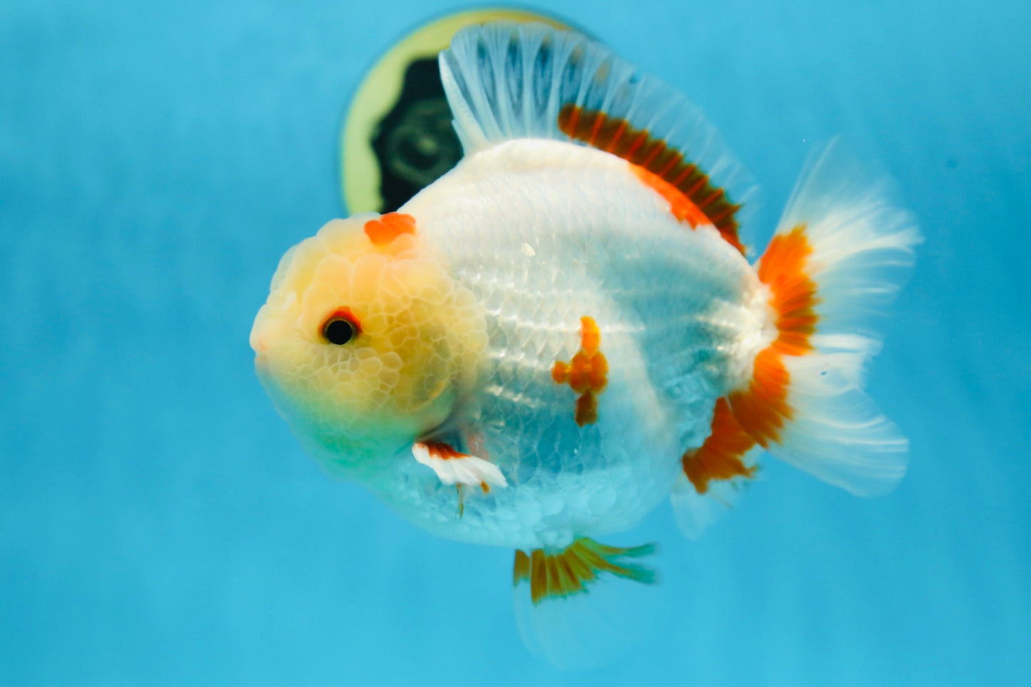 AAA Grade BEAUTIFUL Red White Yuanbao Male 5.5 inches #091225YB_02