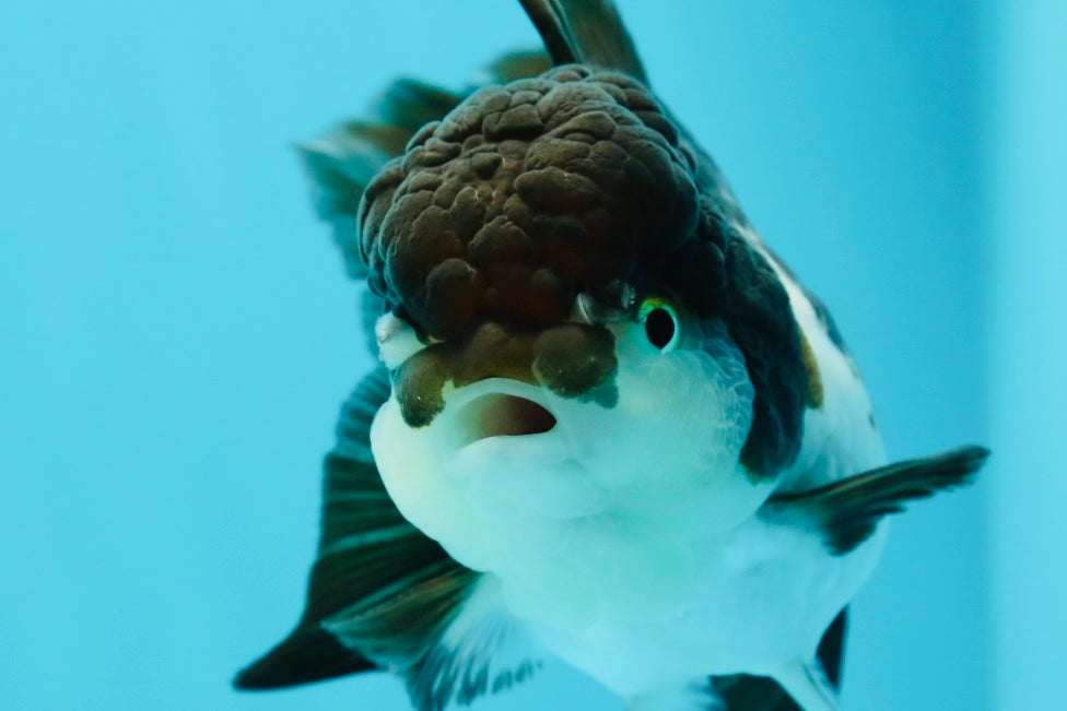 🐼 Panda Oranda Female 4.5-5 inches #0517OR_04