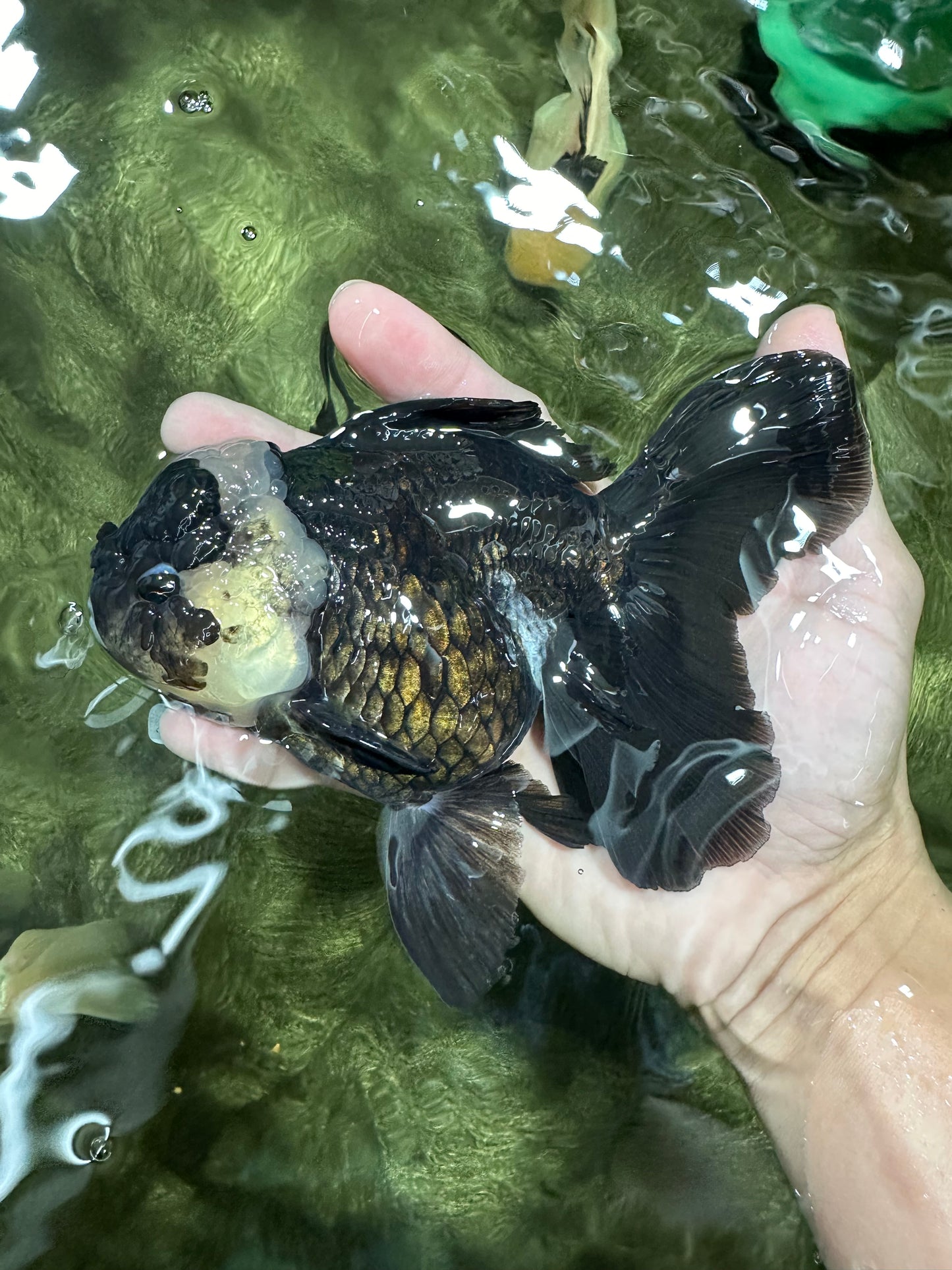 A Grade Monster Panda Oranda Female 5.5-6 inches #111524OR_18