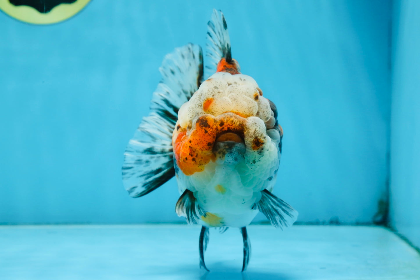 A Grade CHUBBY Calico Yuanbao Female 5-5.5 inches #091925YB_20