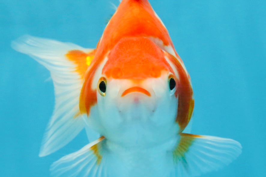 A Grade Red White Ryukin Female 5.5-6 inches #111425RK_06