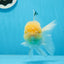 AAA Grade Lemonhead Oranda Male 4.5-5 inches #0830OR_12