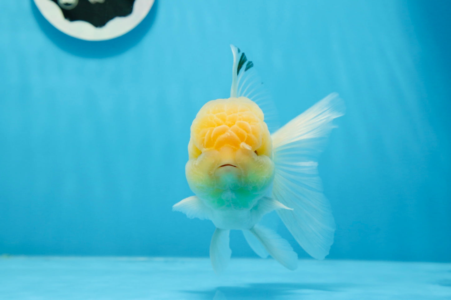 AAA Grade Lemonhead Oranda Male 4.5-5 inches #0830OR_12