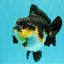 BATMAN AAA Grade Tricolor Yuanbao Male 4.5-5 inches #061926YB_33