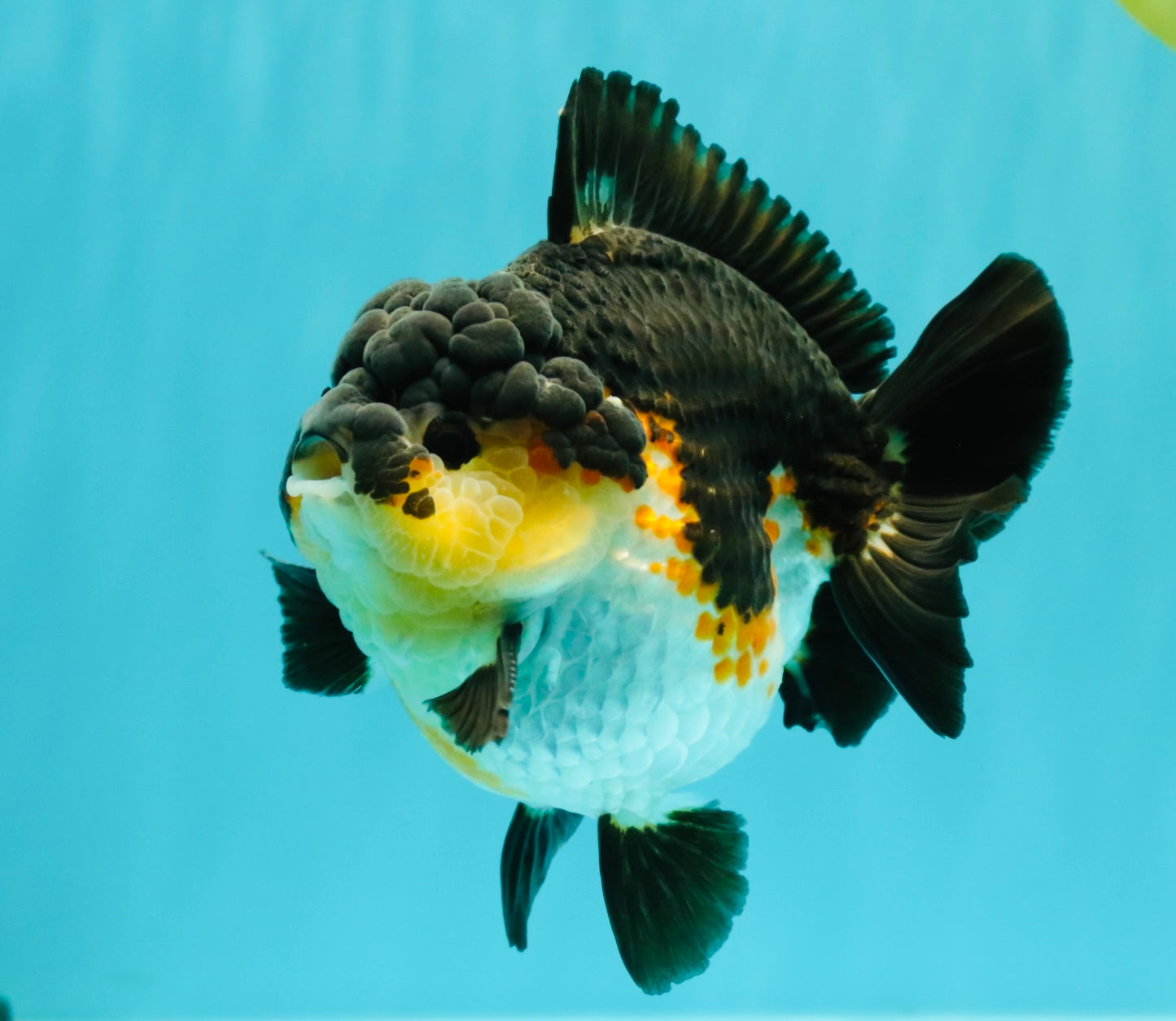 BATMAN AAA Grade Tricolor Yuanbao Male 4.5-5 inches #061926YB_33