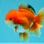 MARIO AAA Grade Red White Oranda Male 5.5 inches #030626OR_20