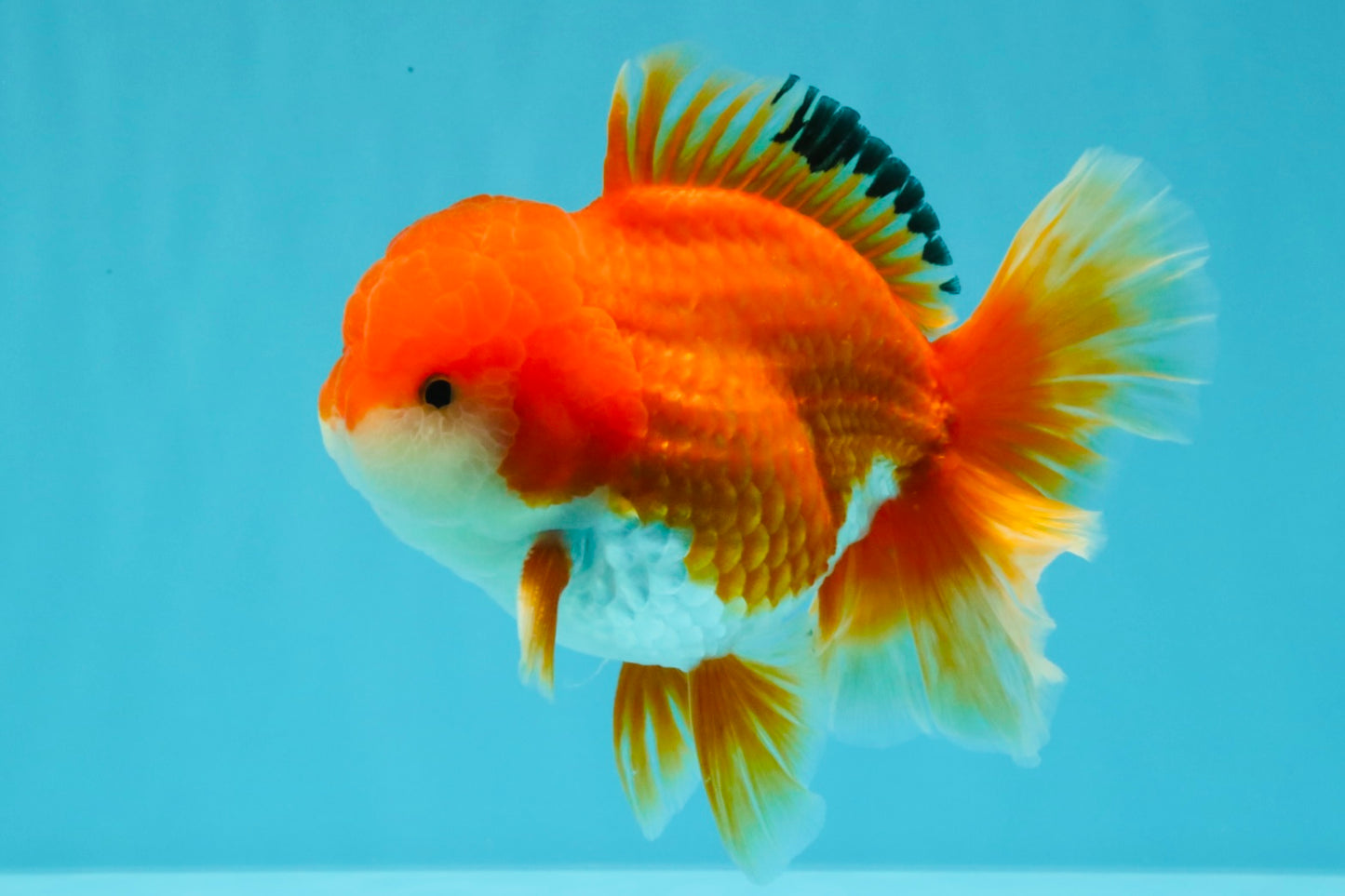 MARIO AAA Grade Red White Oranda Male 5.5 inches #030626OR_20