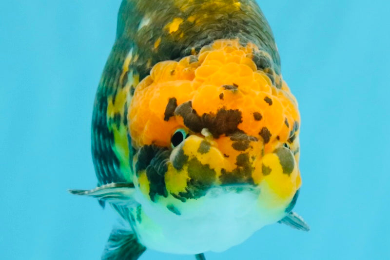 Chinese Apache Ranchu Male 6 inches #041026RC_22