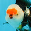 AAA Grade Tricolor Oranda Male 5 inches #0920OR_21