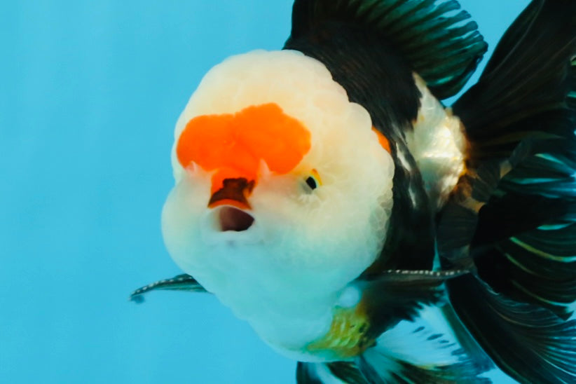 Macho oranda tricolor de grado AAA de 5 pulgadas n.° 0920OR_21