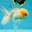 AAA Grade White Oranda Male 5.5 inches #050925OR_45