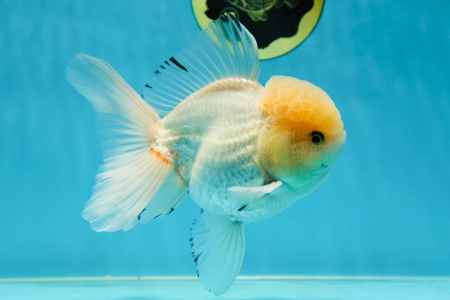AAA Grade White Oranda Male 5.5 inches #050925OR_45