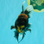 CHONKY A Grade Kirin Oranda Male 6.5-7 inches #071026OR_34