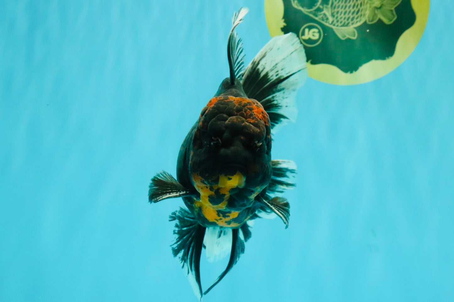 CHONKY A Grade Kirin Oranda Male 6.5-7 inches #071026OR_34
