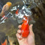 AAA Grade THICK BODY Red White Oranda Male 5.5 inches #082225OR_14