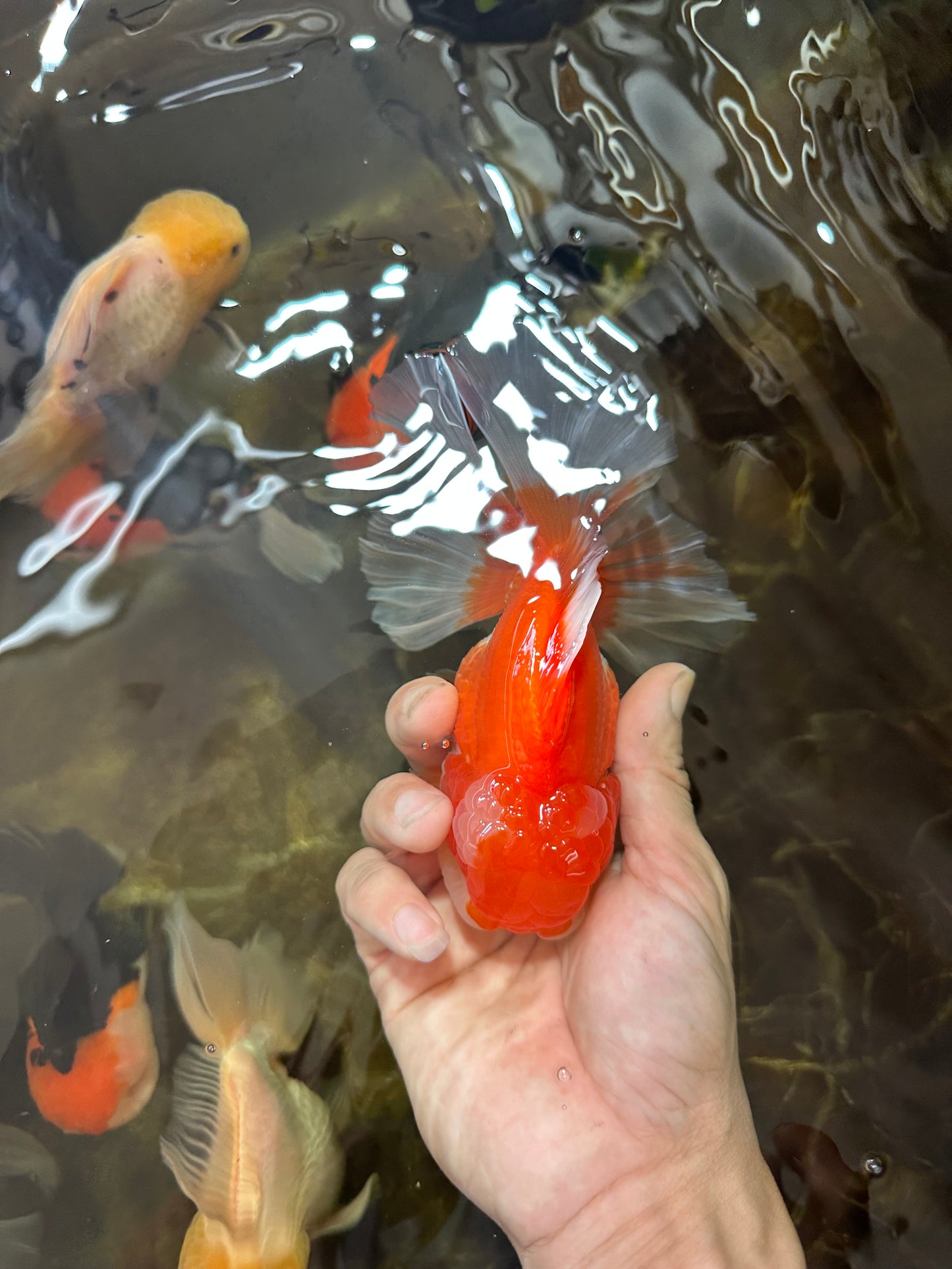 AAA Grade THICK BODY Red White Oranda Male 5.5 inches #082225OR_14