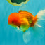 Red White Oranda Male 6 inches #082126OR_09