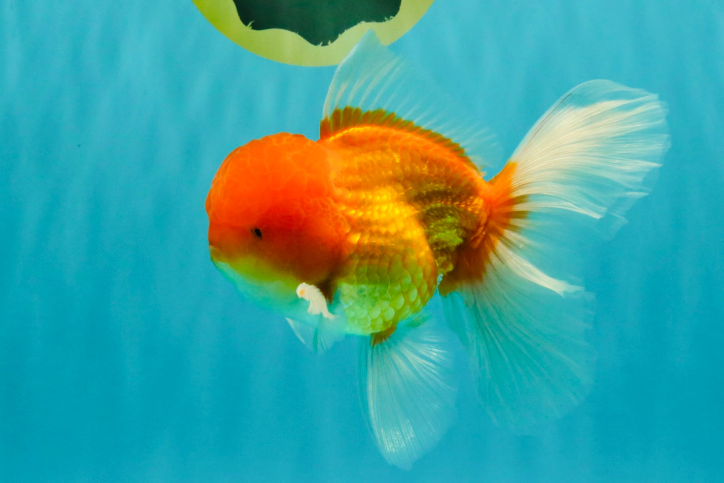 Red White Oranda Male 6 inches #082126OR_09