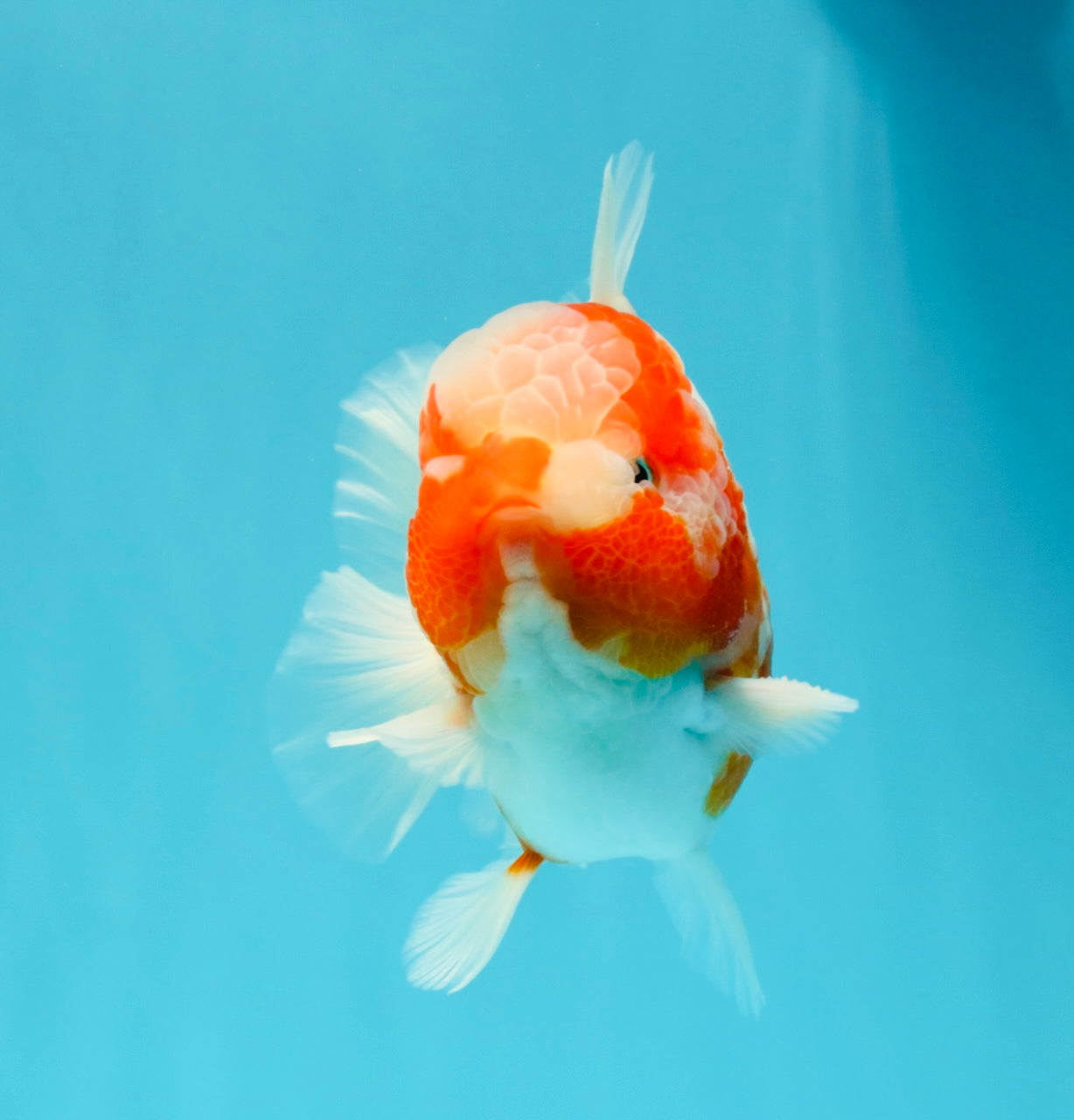 CHONKY AAA Grade Sakura Yuanbao Male 5 inches #032026YB_19