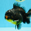 AAA Grade Dark Tiger Yuanbao Male 6-6.5 inches #041026YB_29