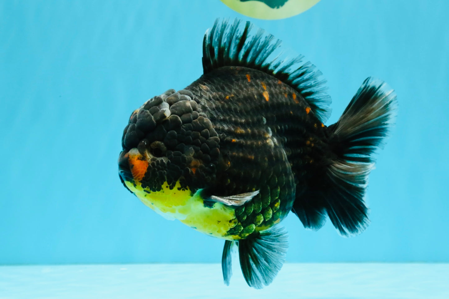 AAA Grade Dark Tiger Yuanbao Male 6-6.5 inches #041026YB_29