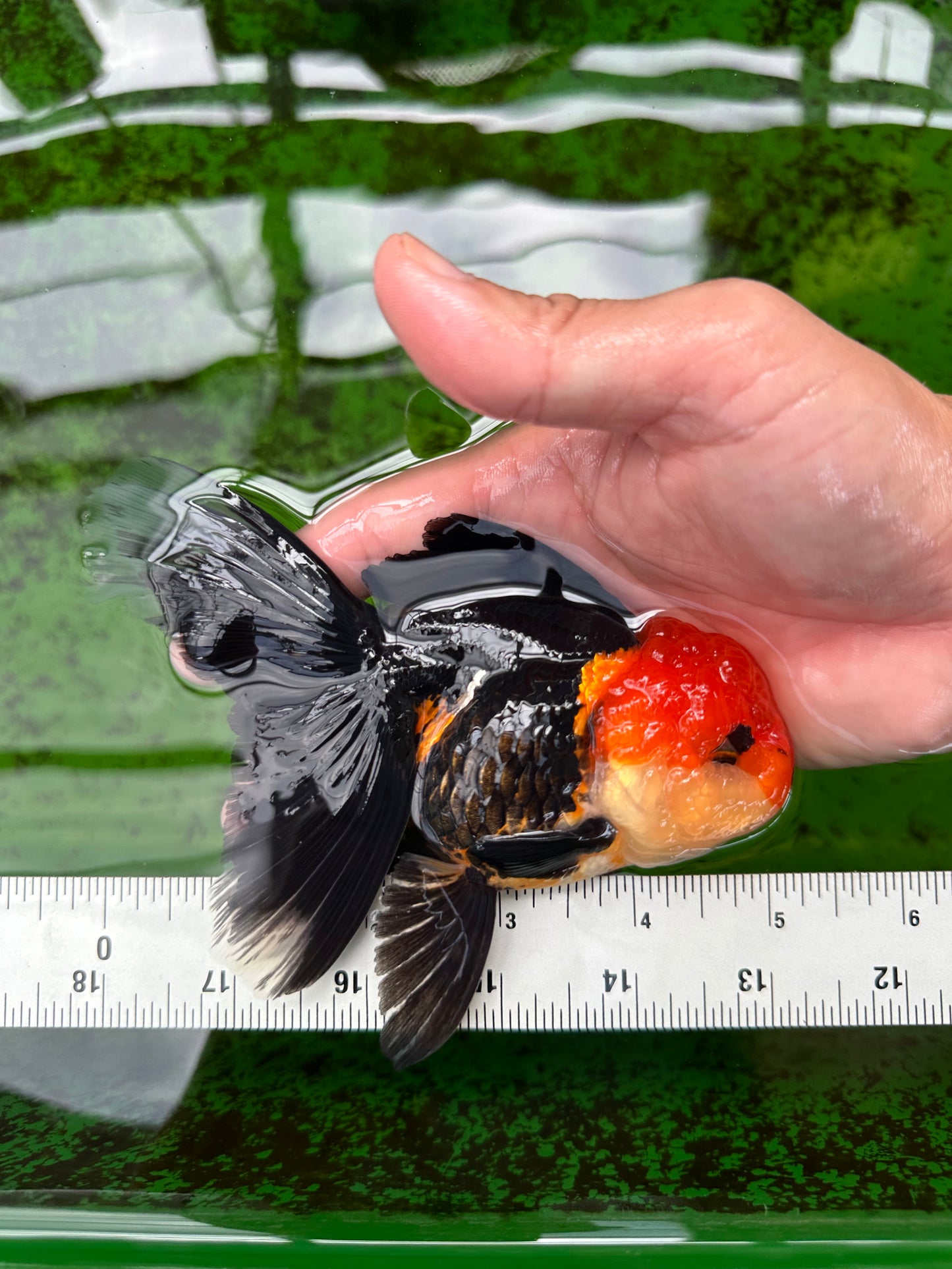 AAA Grade Tricolor Oranda Female 5 inches #0830OR_07