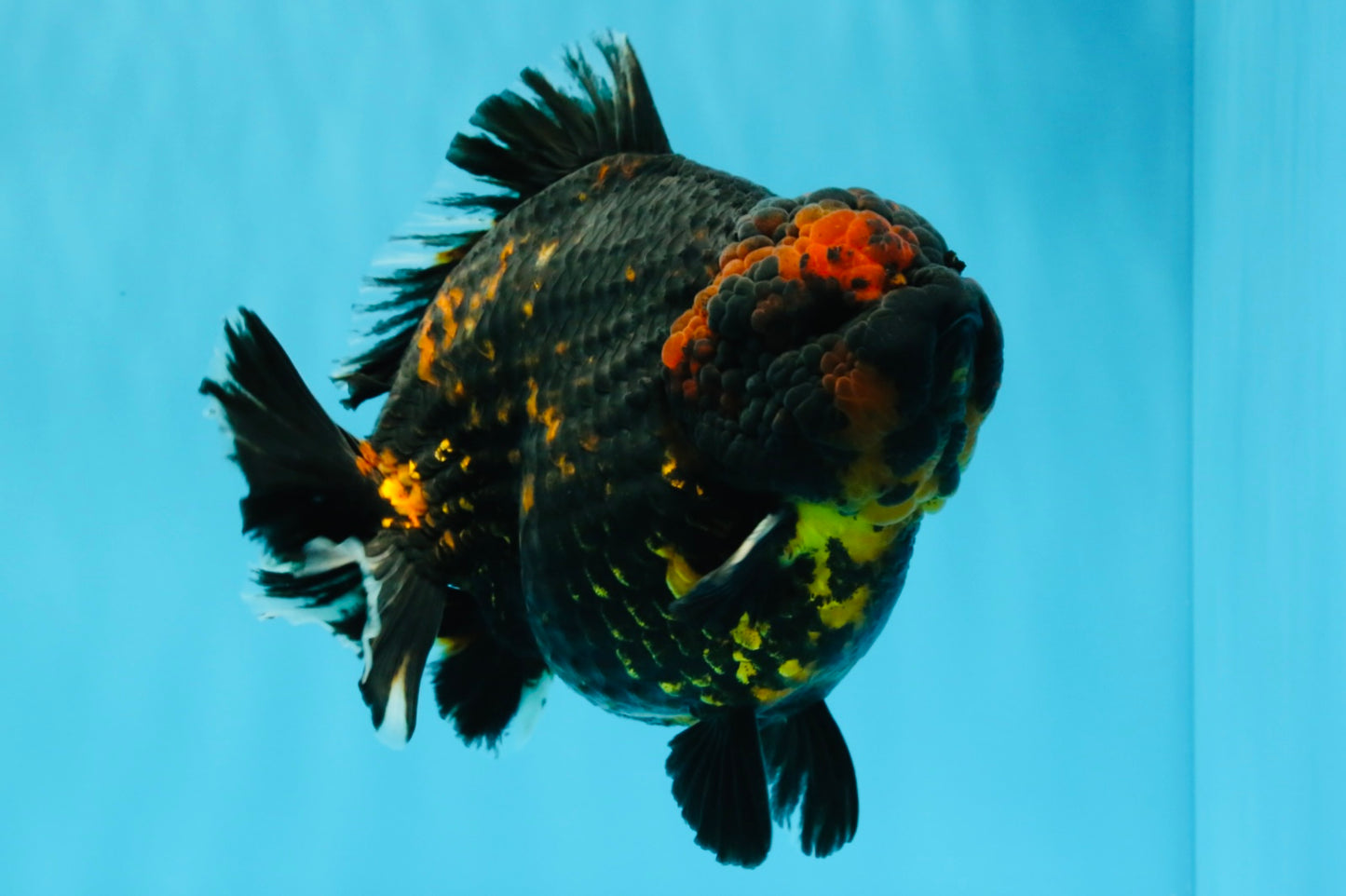 SUPER AAA Grade Godzilla Tiger Yuanbao Male 6 inches #022026YB_02