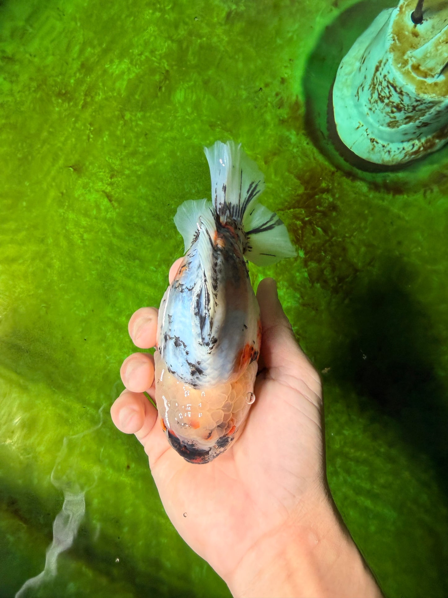 SPECIAL AAA Grade Marble Yuanbao Male 5.5 inches #041026YB_28
