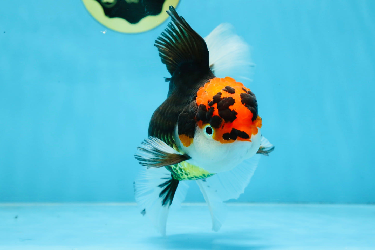 A Grade Tricolor Oranda Female 5.5-6 inches #100325OR_18