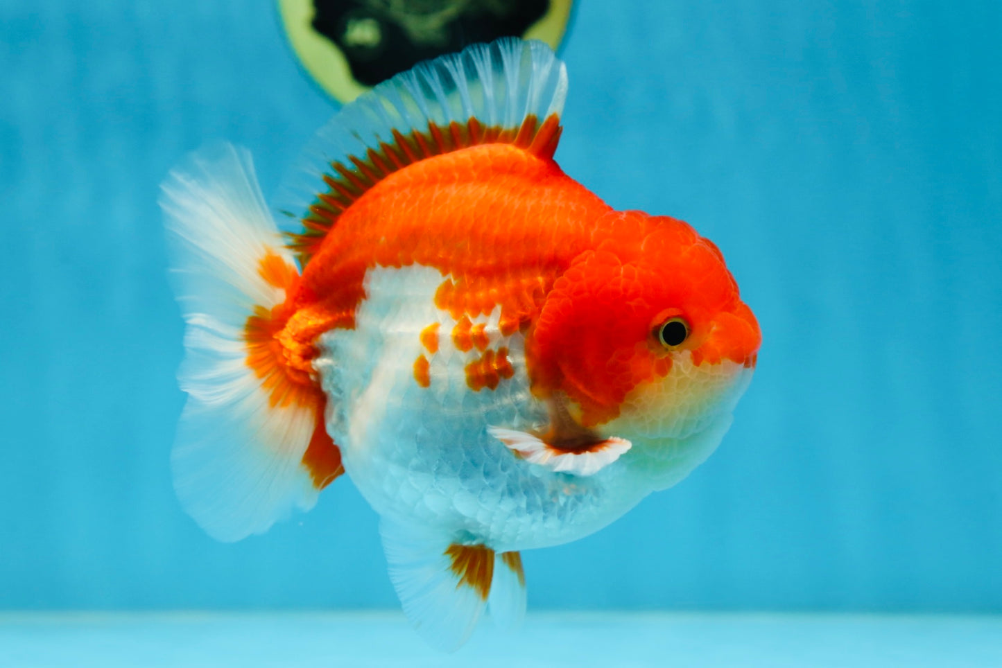 AAA Grade Red White Yuanbao Male 5-5.5 inches #081525YB_05