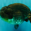 AAA Grade Super Blue LionQueen 6-6.5 inches #100226LC_23
