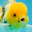 A Grade Lemonhead Oranda Male 5  inches #050925OR_43