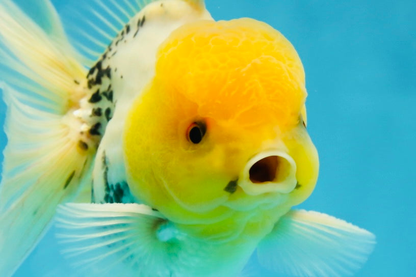 A Grade Lemonhead Oranda Male 5  inches #050925OR_43