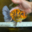 Tiger Oranda Female 6 inches #072525OR_21