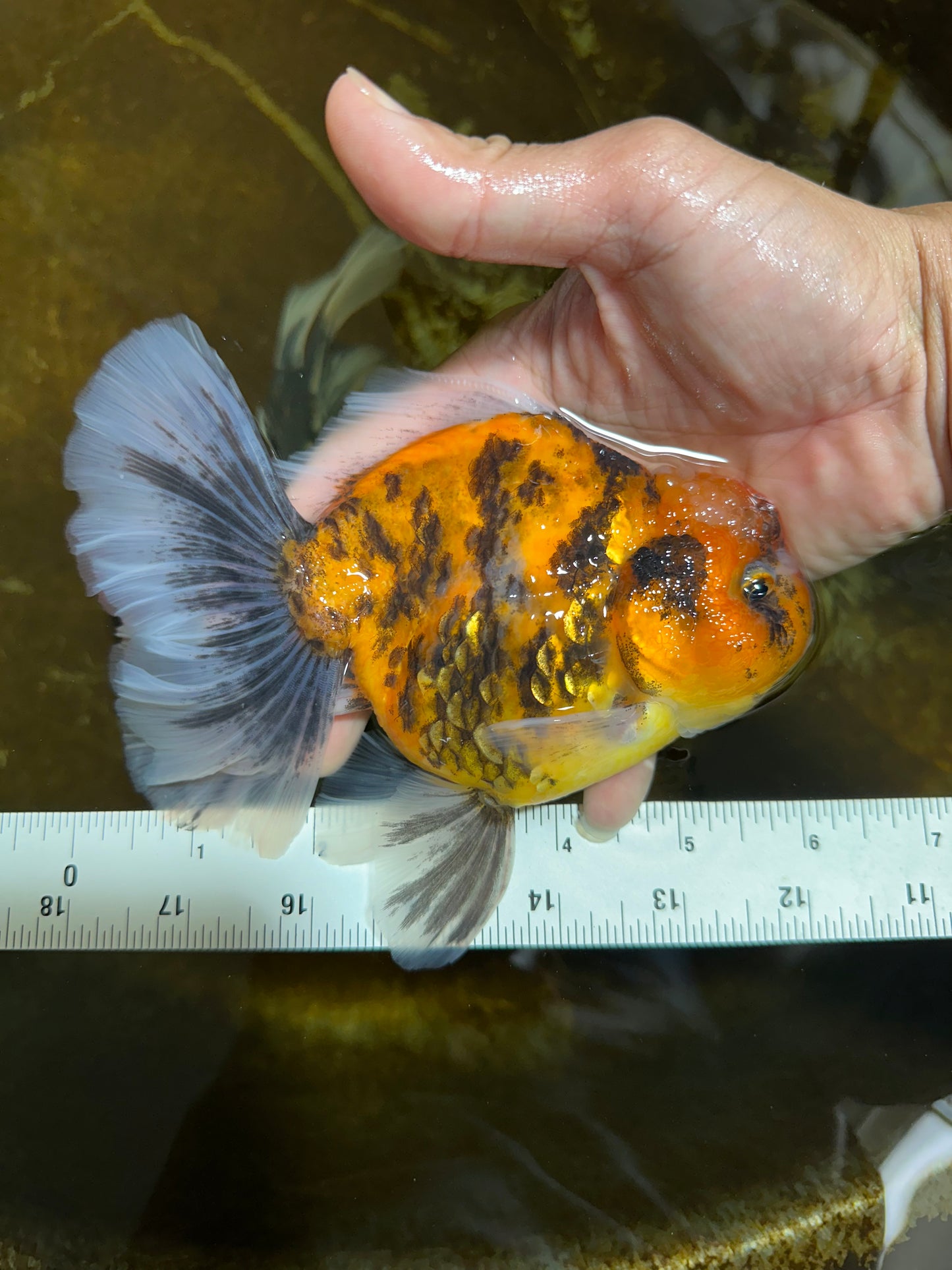 Tiger Oranda Female 6 inches #072525OR_21